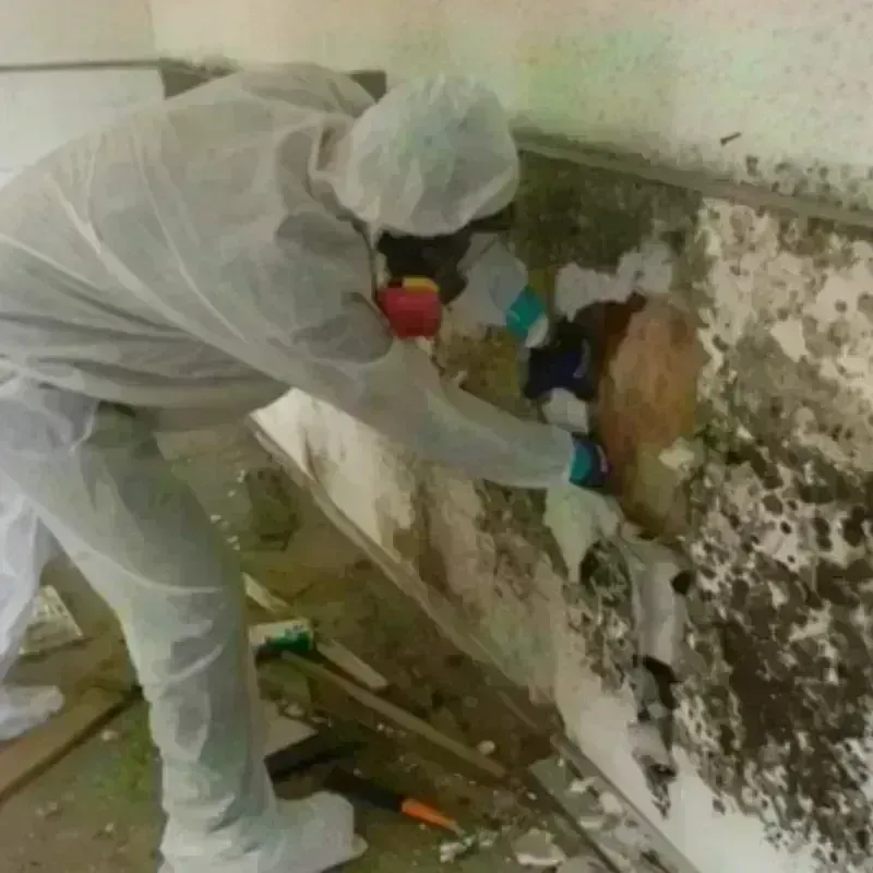 Mold Remediation and Removal in Milton, MA